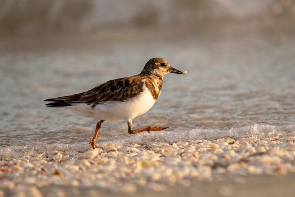 pexels-photo-19077728-19077728 Close-up of a Ruddy Turnstone (Arenaria interpres) walking on Sanibel beach during sunset.